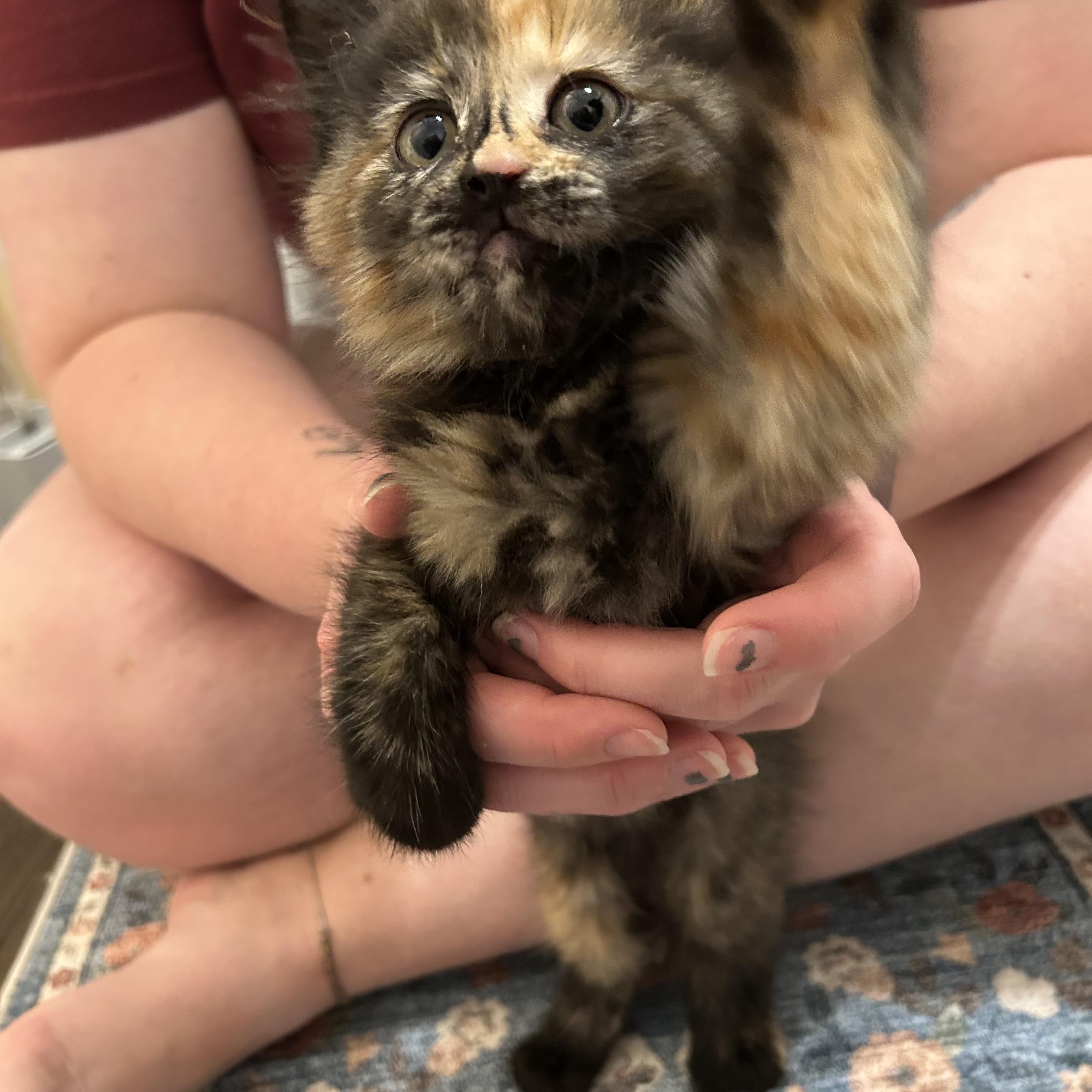 Bug, a ADOPTABLE Domestic Medium Hair in Beaufort, MO image 3/4
