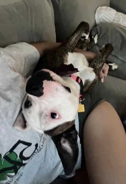 Enlarge Venus, a Adoptable Mixed Breed in Hamilton, OH image 5/6