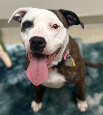 Enlarge Venus, a Adoptable Mixed Breed in Hamilton, OH image 4/6