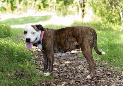 Enlarge Venus, a Adoptable Mixed Breed in Hamilton, OH image 3/6