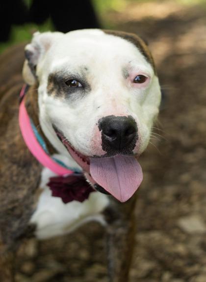 Enlarge Venus, a Adoptable Mixed Breed in Hamilton, OH image 2/6