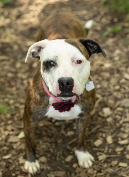 Venus, Adoptable, Young Female Mixed Breed.