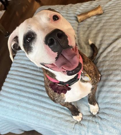 Enlarge Venus, a Adoptable Mixed Breed in Hamilton, OH image 6/6
