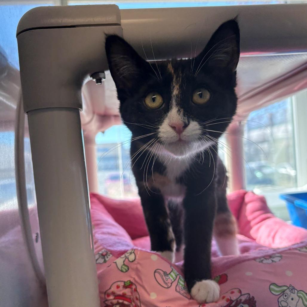 Enlarge Bernadette, a Adoptable Domestic Short Hair in East Hanover, NJ image 1/3