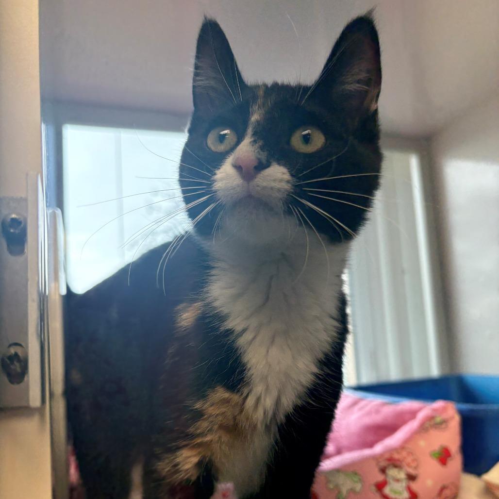 Enlarge Bernadette, a Adoptable Domestic Short Hair in East Hanover, NJ image 2/3