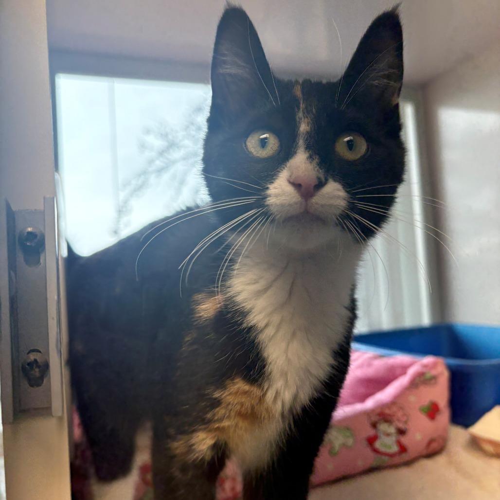 Enlarge Bernadette, a Adoptable Domestic Short Hair in East Hanover, NJ image 3/3