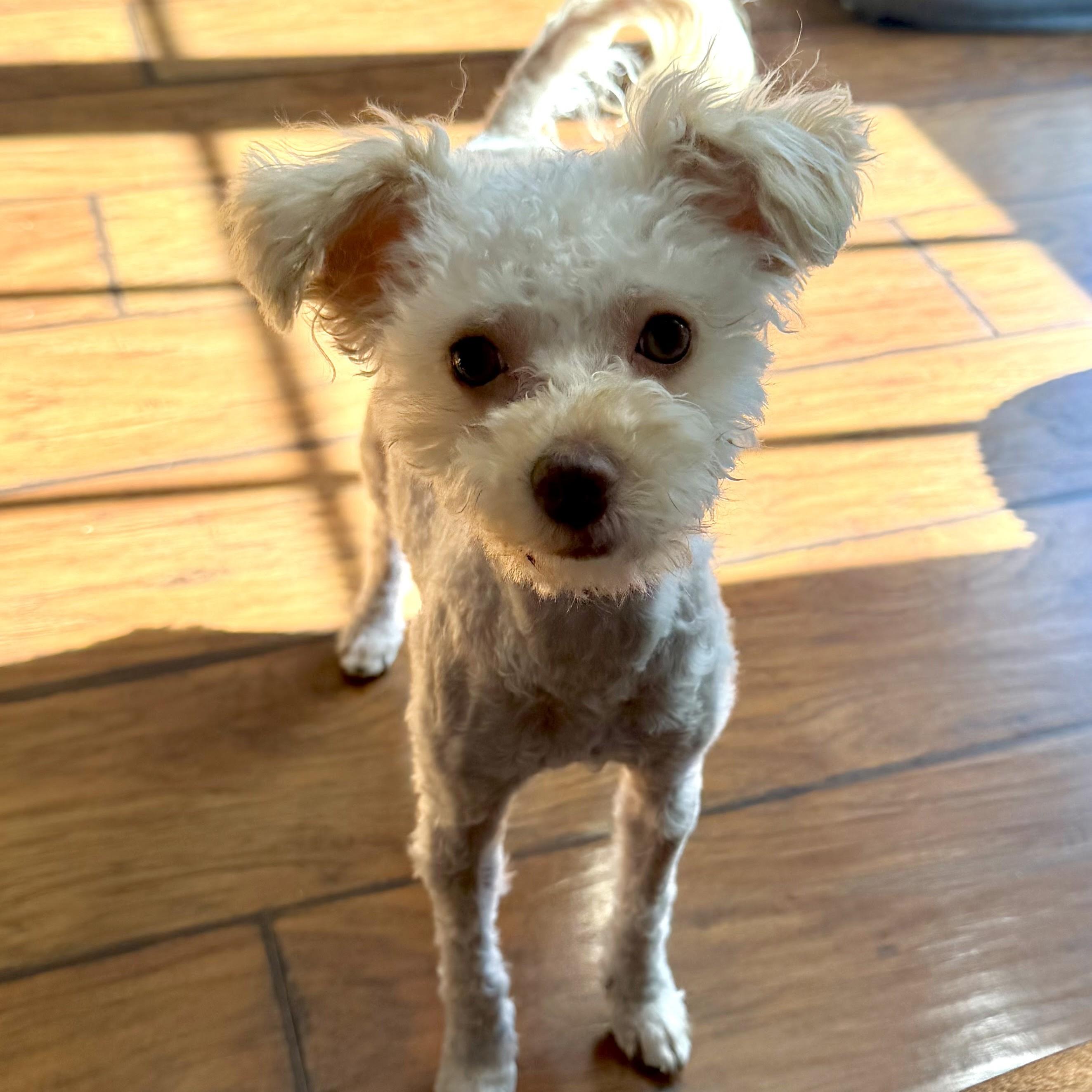 Bitty, an adopted mixed breed in Normal, IL image 3/6