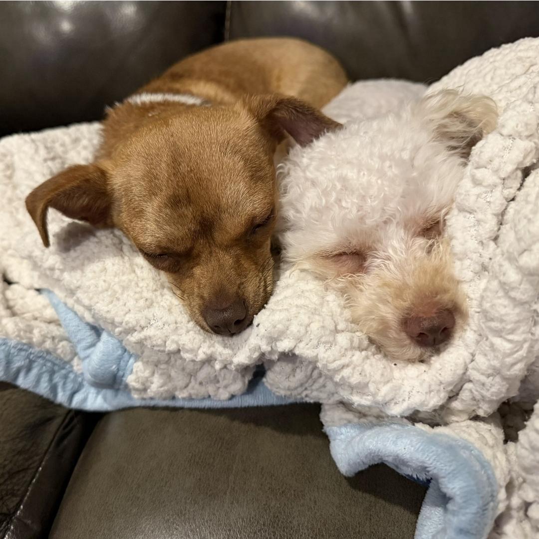 Bitty, an adopted mixed breed in Normal, IL image 6/6