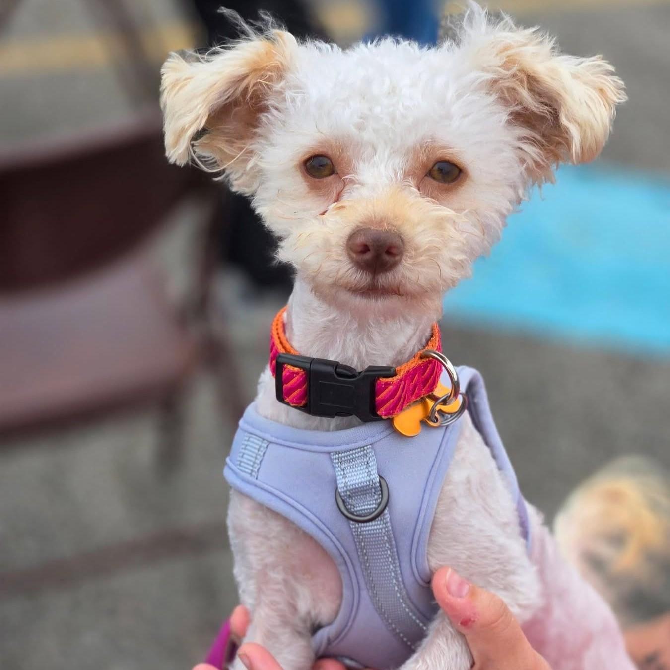 Bitty, an adopted mixed breed in Normal, IL image 5/6