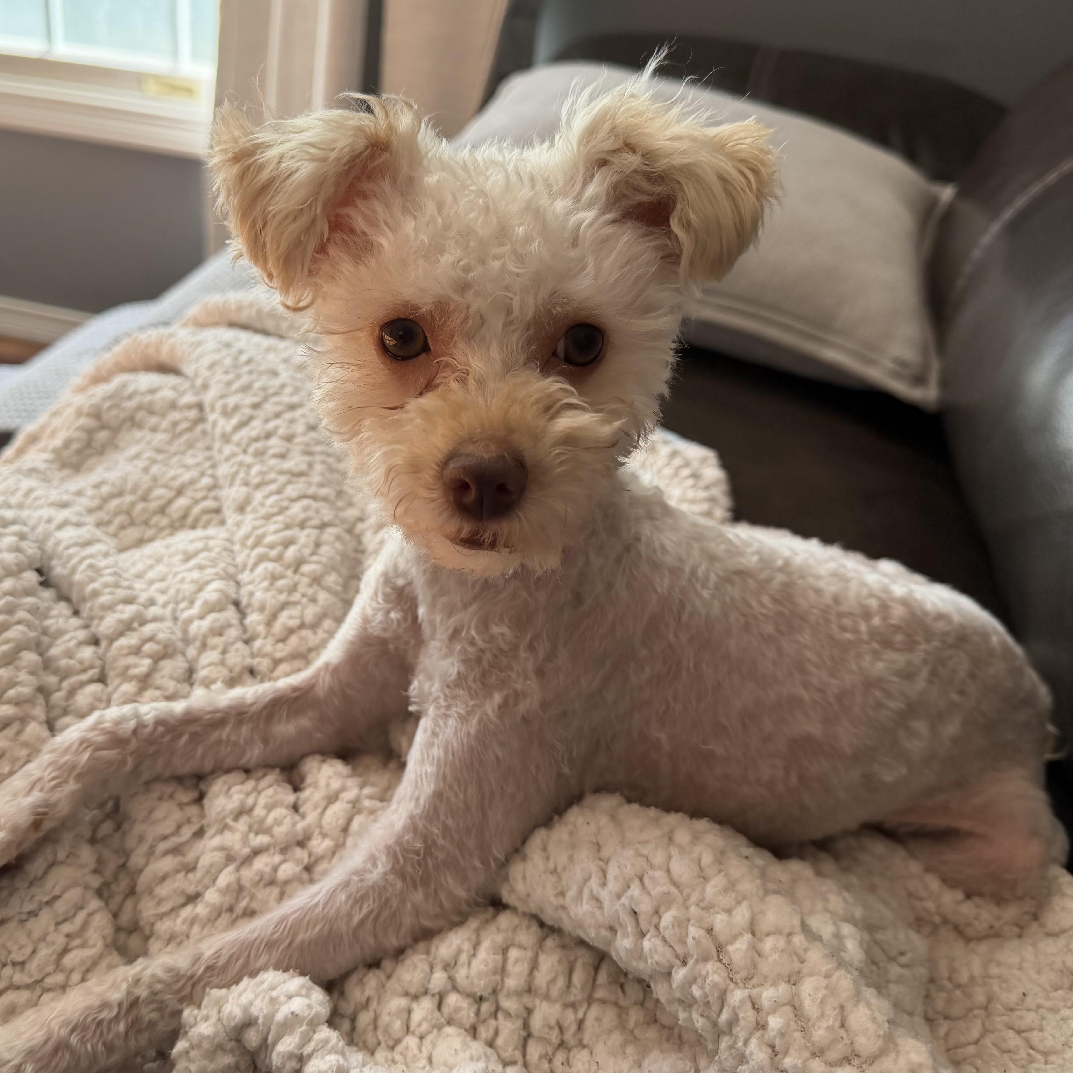 Bitty, an adopted mixed breed in Normal, IL image 4/6