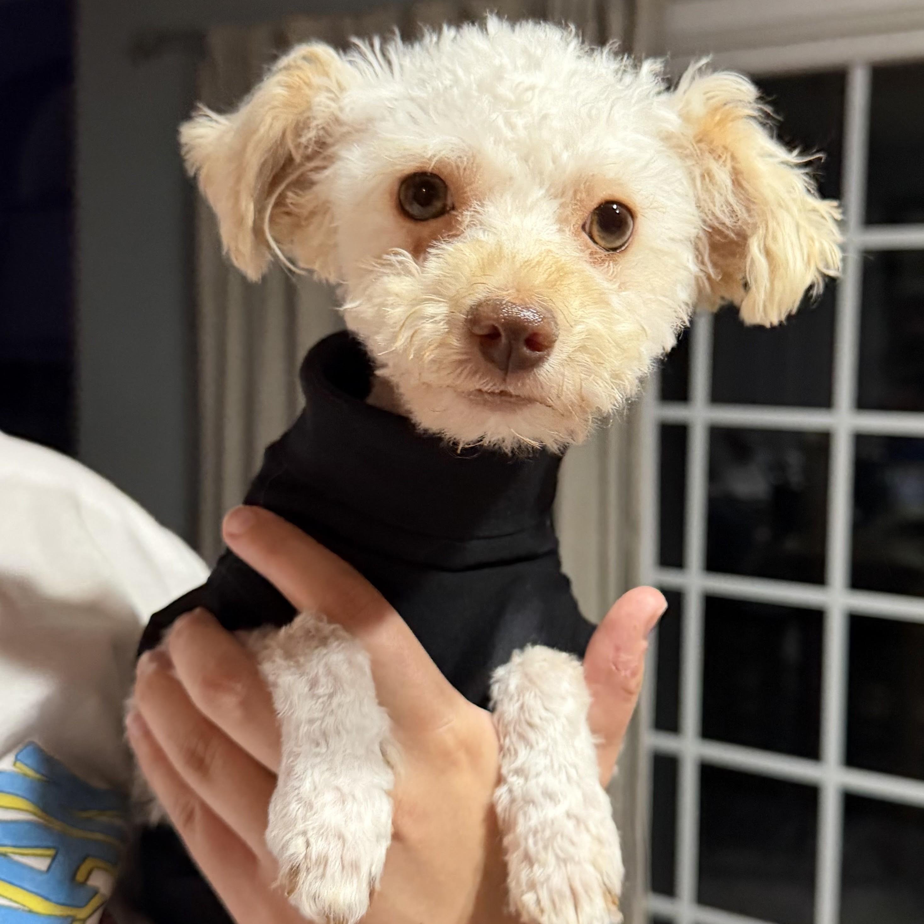 Bitty, an adopted mixed breed in Normal, IL image 2/6