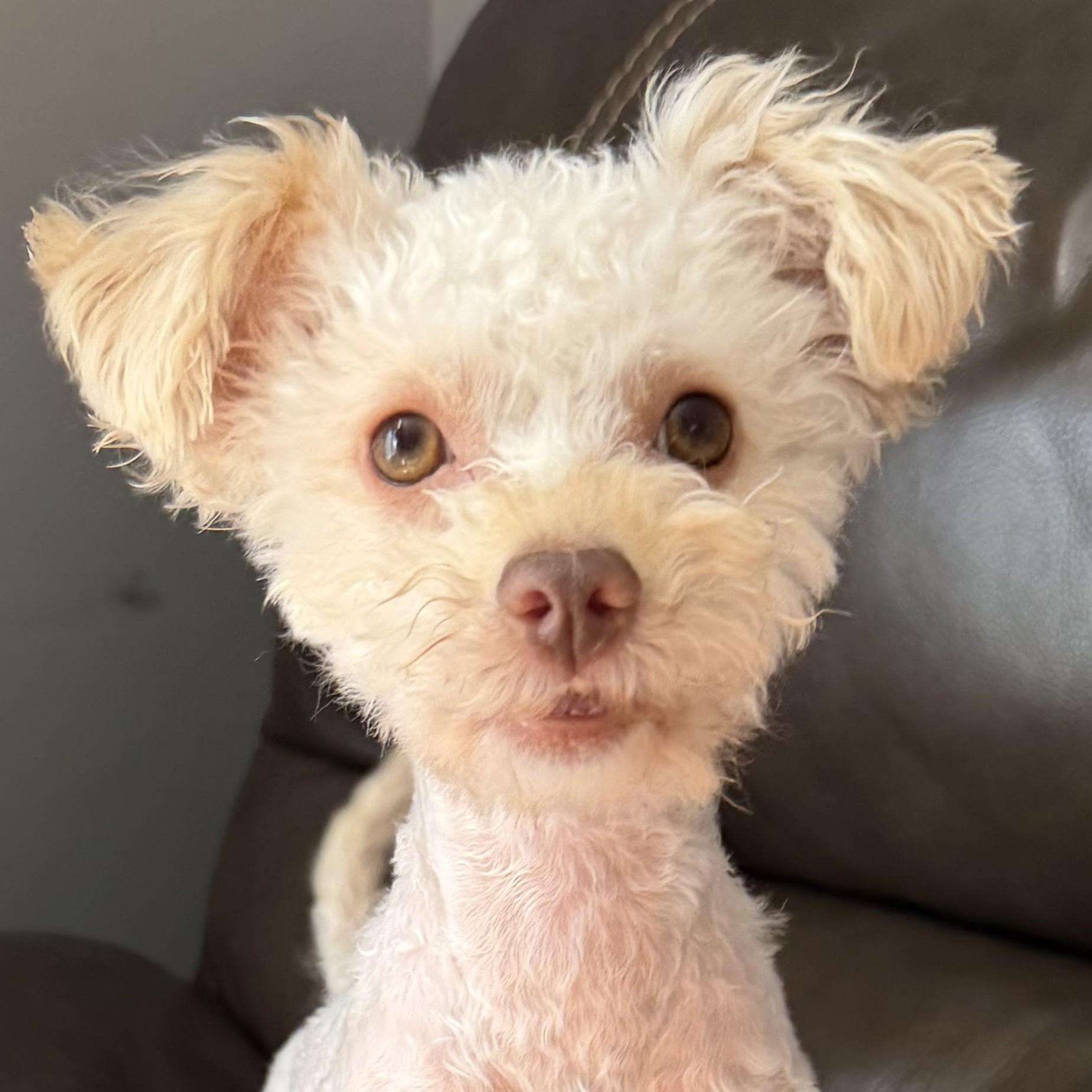 Bitty, adopted, Adult Female Miniature Poodle.