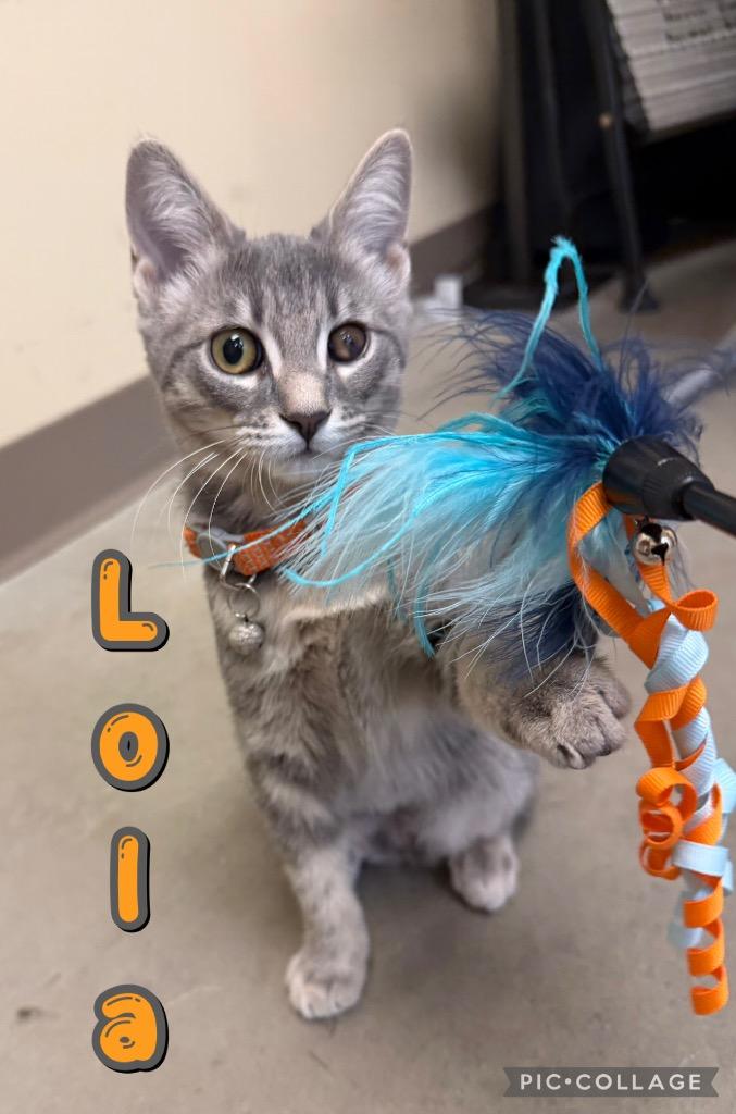 Lola, a Adoptable mixed breed in Fort Oglethorpe, GA image 1/4