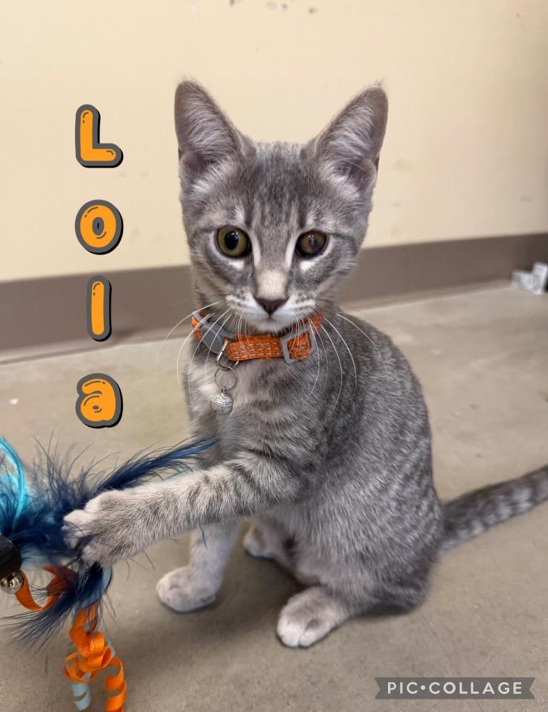 Lola, a Adoptable mixed breed in Fort Oglethorpe, GA image 2/4