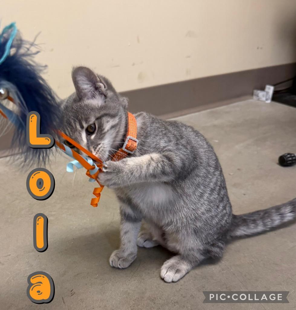Lola, a Adoptable mixed breed in Fort Oglethorpe, GA image 3/4