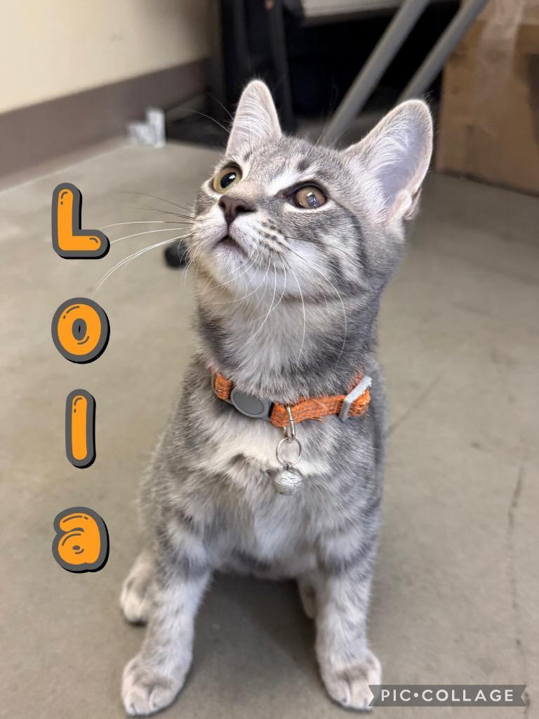 Lola, a Adoptable mixed breed in Fort Oglethorpe, GA image 4/4