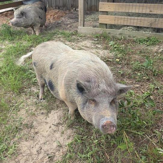 Brie, Adoptable, Adult Female Pig.