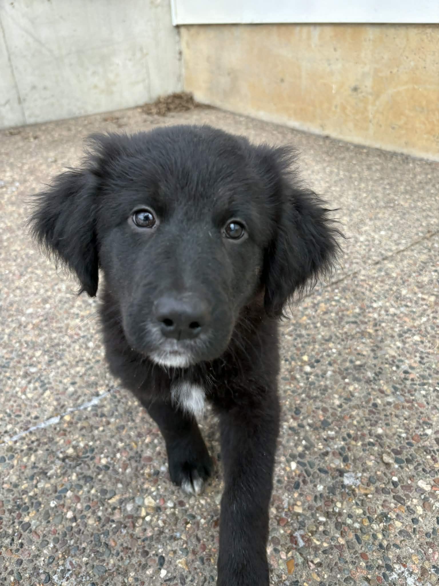 Enlarge Schmitty, an adopted mixed breed in Dubuque, IA image 3/3