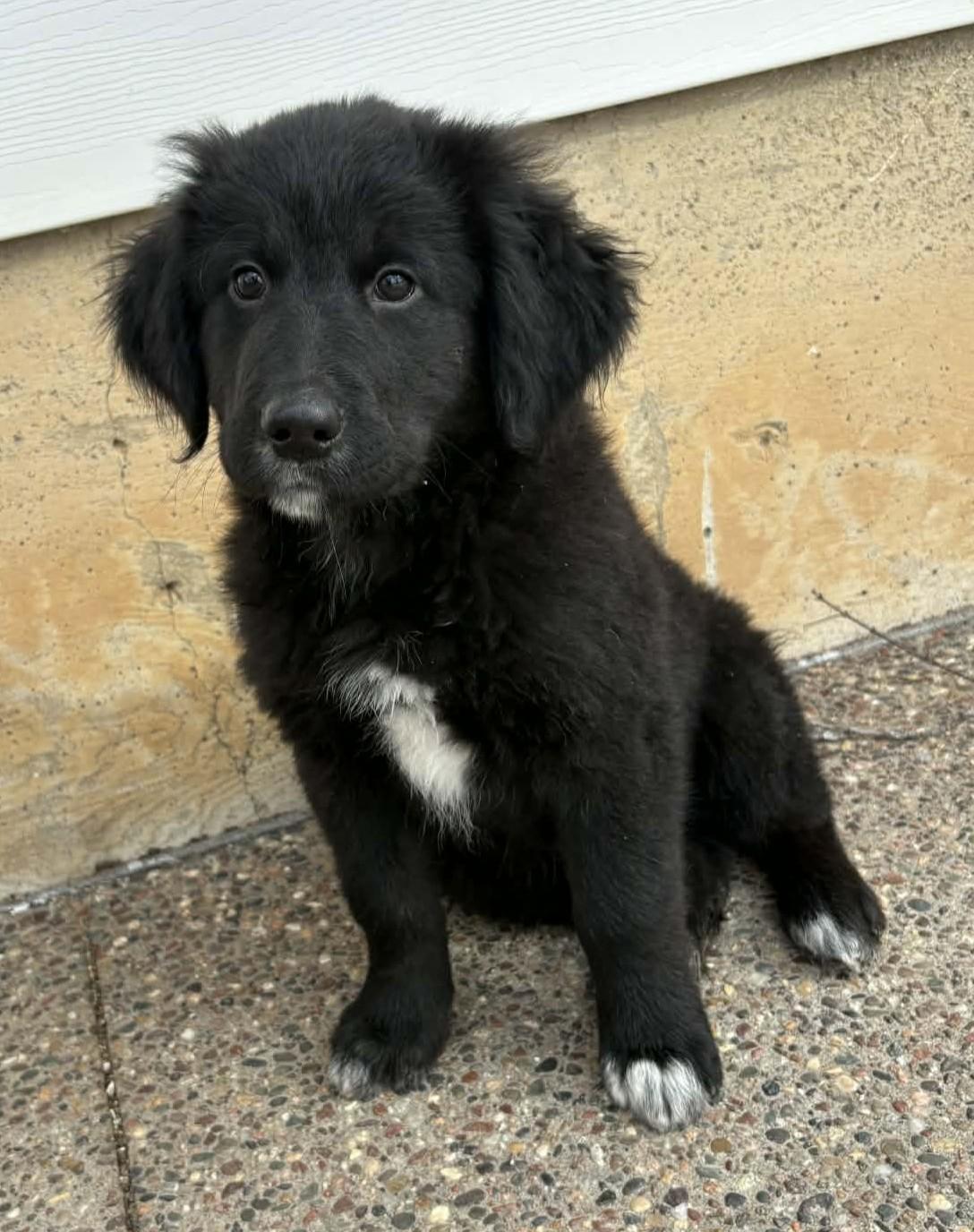 Enlarge Schmitty, an adopted mixed breed in Dubuque, IA image 2/3