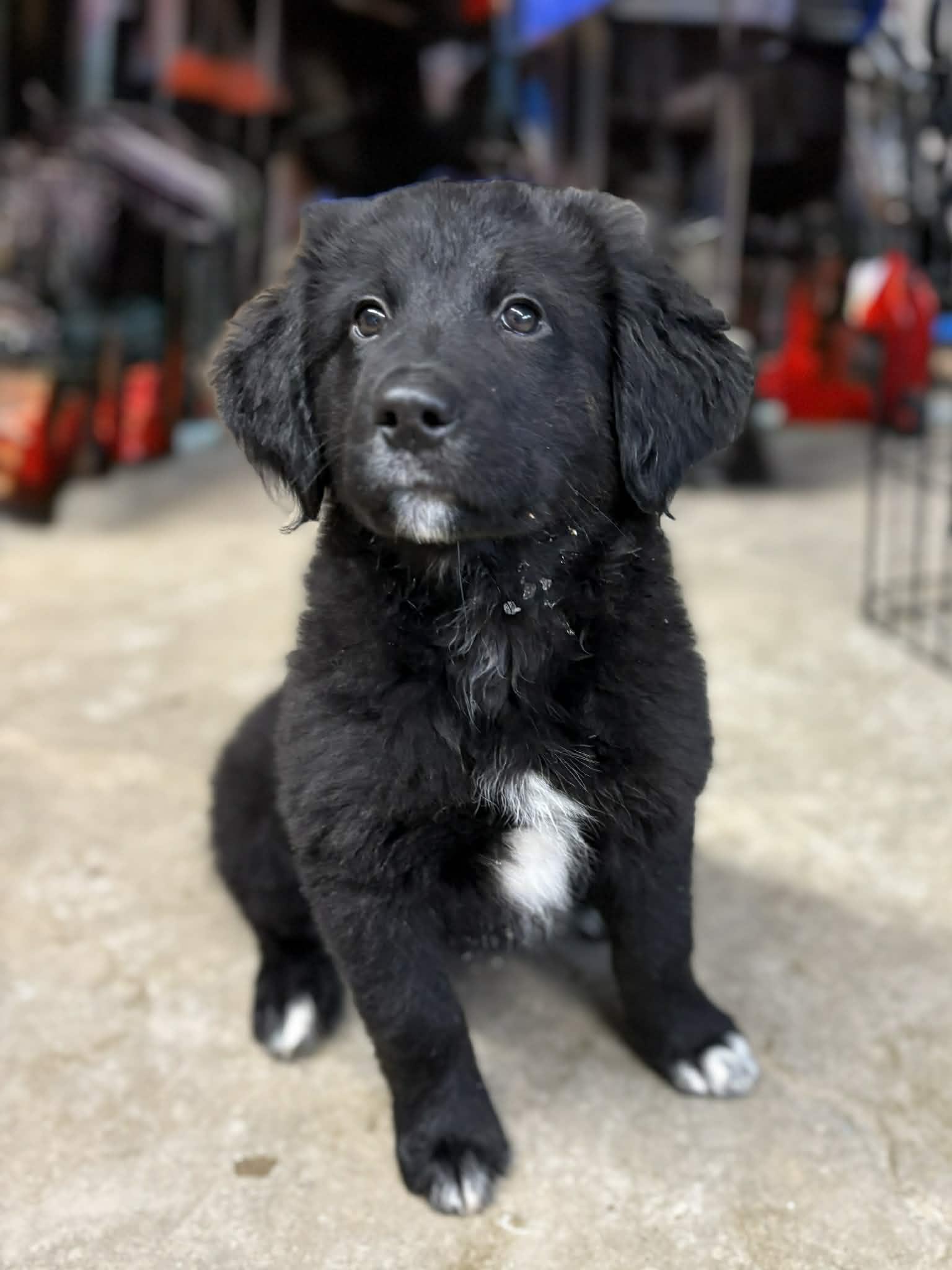 Enlarge Schmitty, an adopted mixed breed in Dubuque, IA image 1/3