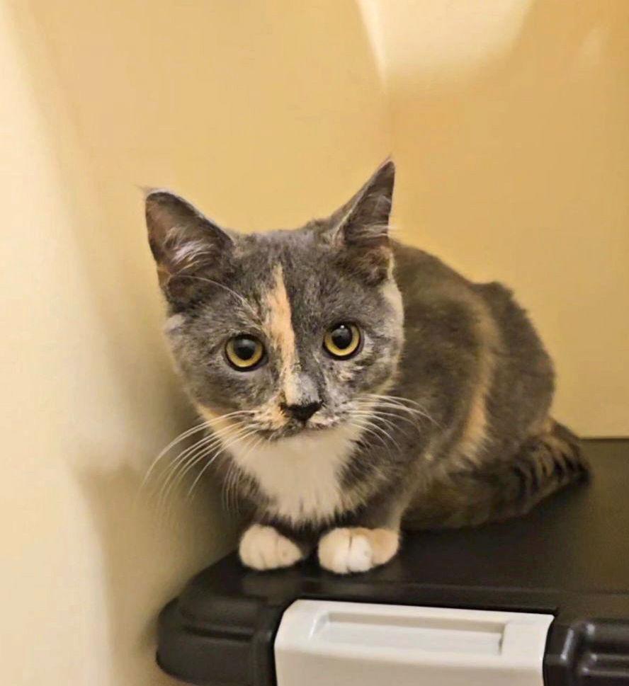 Enlarge *Felicia, a Adoptable Domestic Short Hair in Forest, VA image 1/3