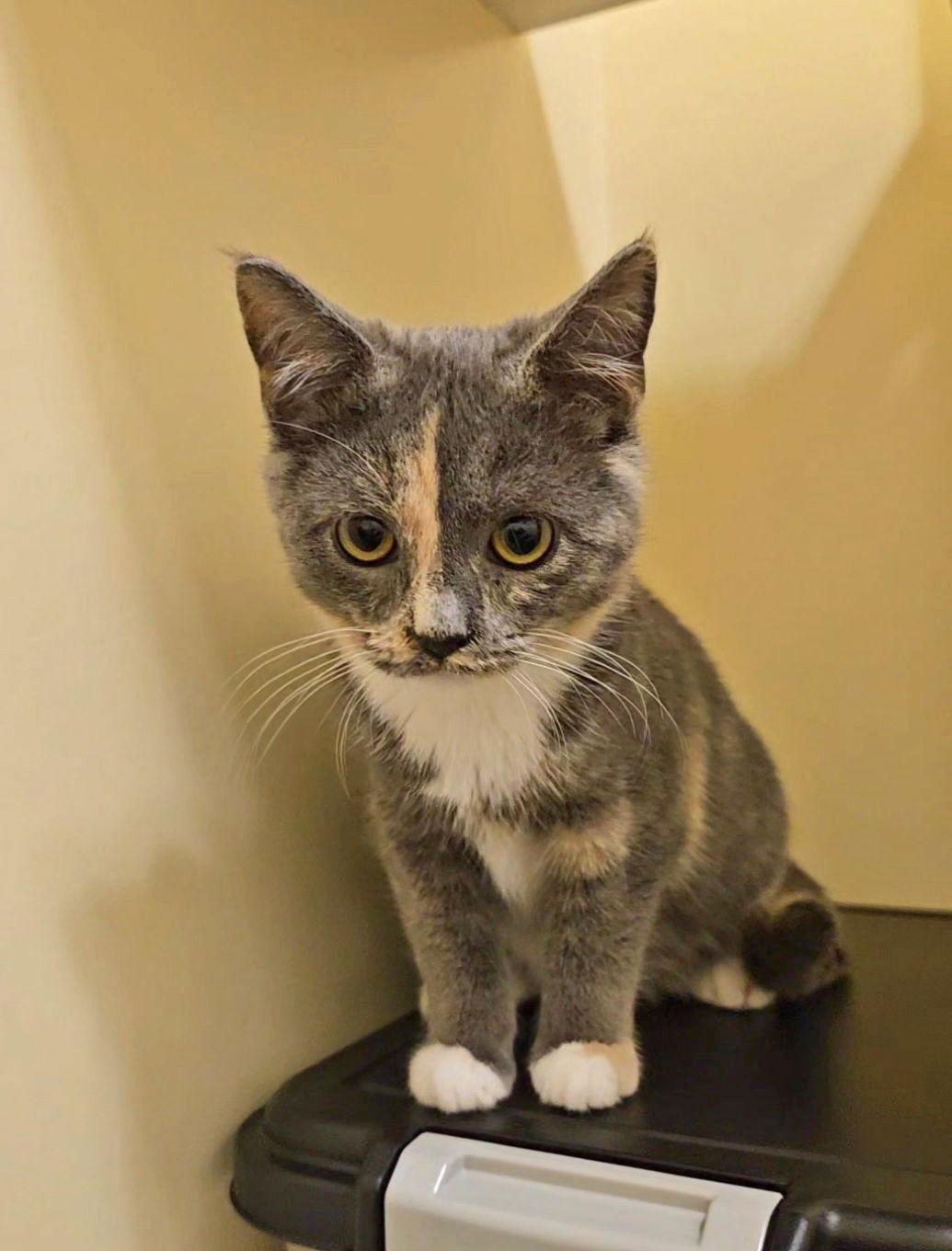 *Felicia, Adoptable, Kitten Female Domestic Short Hair.