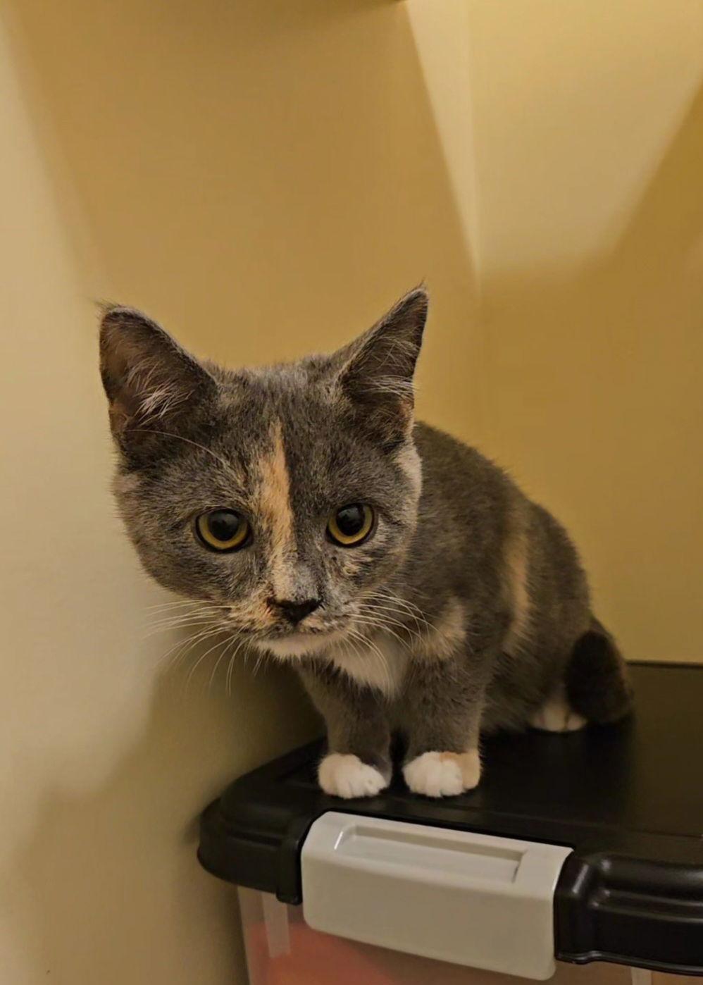 Enlarge *Felicia, a Adoptable Domestic Short Hair in Forest, VA image 3/3