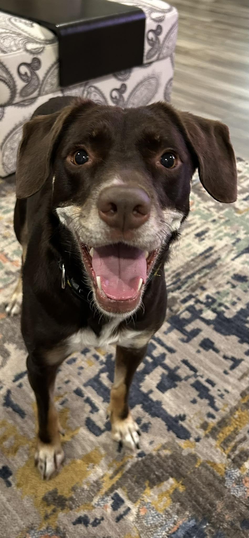 LUANNE, Adopted, Adult Female Border Collie.