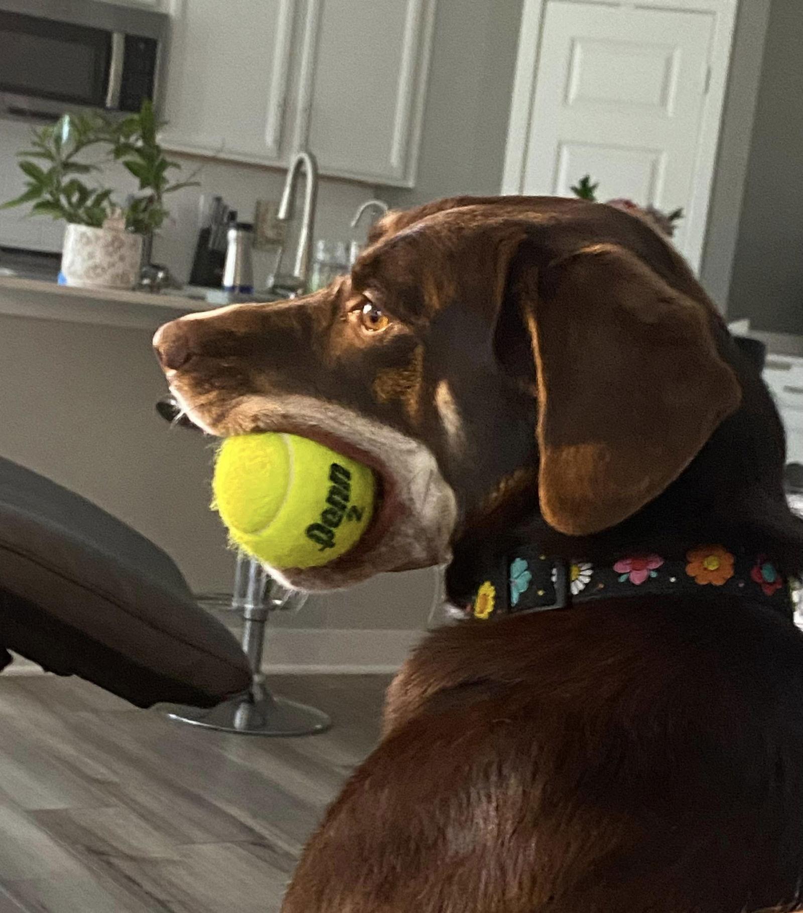 Enlarge LUANNE, a Adopted Border Collie in Indianapolis, IN image 2/2