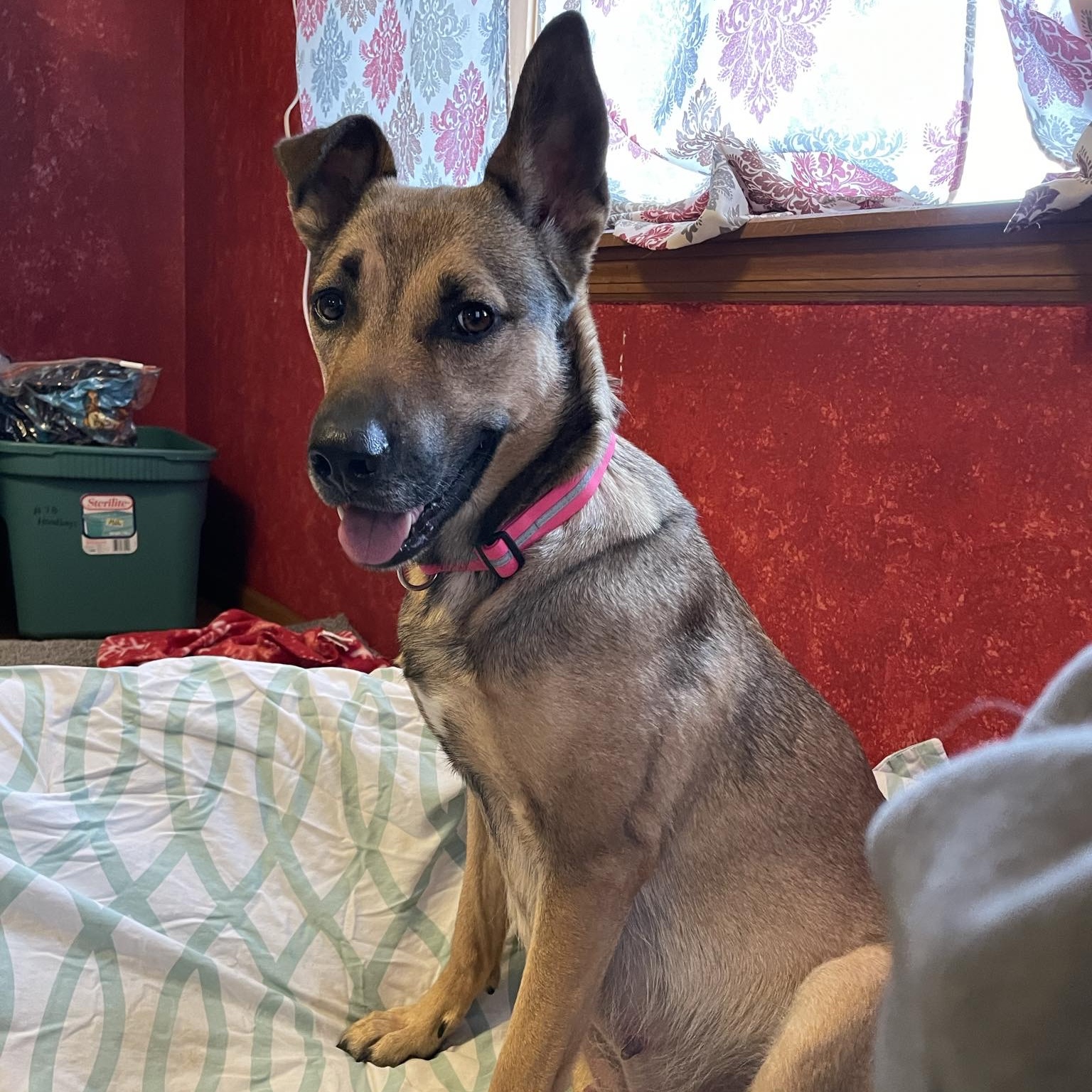 Leah, Adopted, Adult Female German Shepherd Dog.