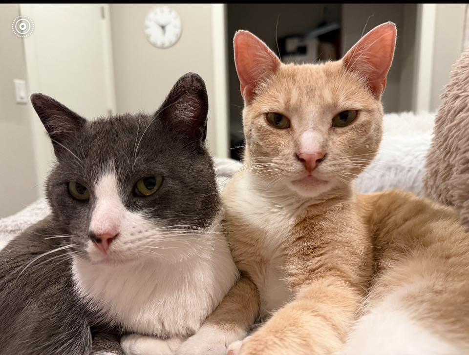 Enlarge Sampson & Simba -ADOPTION FEE PAID - BONDED PAIR, a Adoptable Domestic Short Hair in Valley City, ND image 5/5