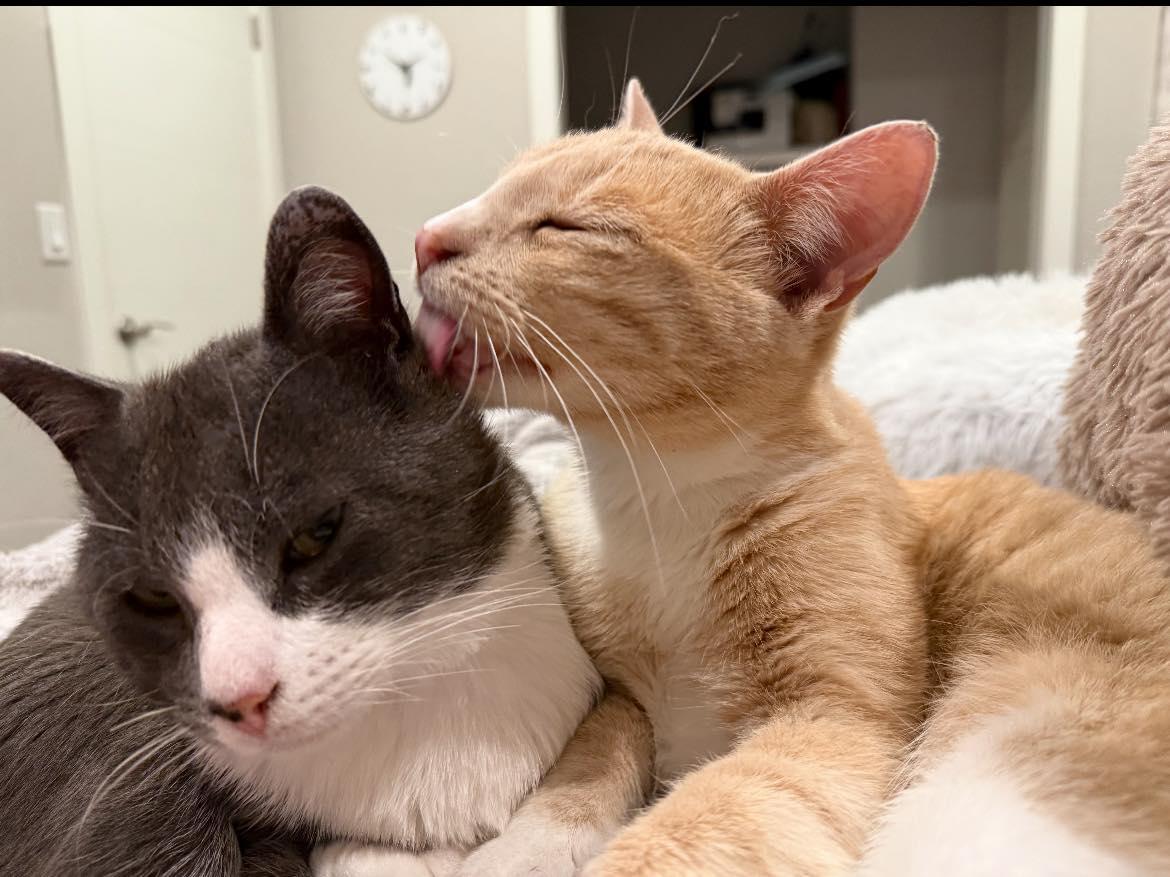 Sampson & Simba -ADOPTION FEE PAID - BONDED PAIR, an adoptable Domestic Short Hair in Valley City, ND, 58072 | Photo Image 4