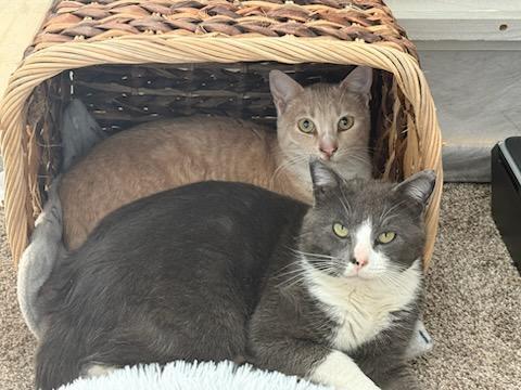 Enlarge Sampson & Simba -ADOPTION FEE PAID - BONDED PAIR, a Adoptable Domestic Short Hair in Valley City, ND image 1/5