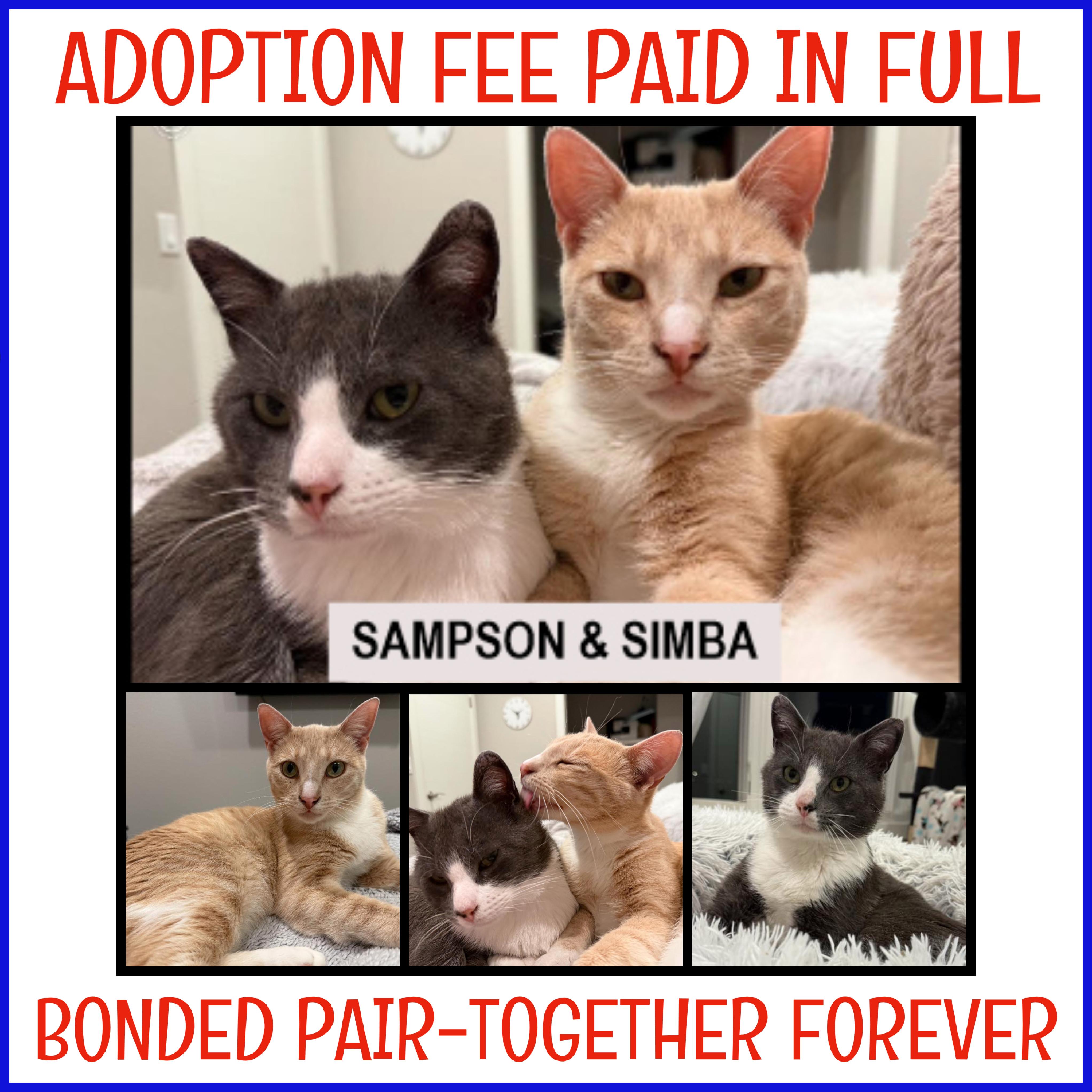 Enlarge Sampson & Simba -ADOPTION FEE PAID - BONDED PAIR, a Adoptable Domestic Short Hair in Valley City, ND image 2/5
