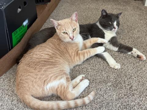 Sampson & Simba -ADOPTION FEE PAID - BONDED PAIR, an adoptable Domestic Short Hair in Valley City, ND, 58072 | Photo Image 2