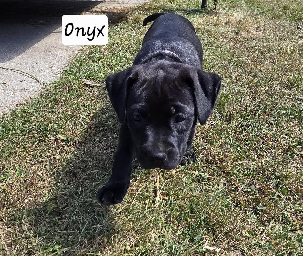 Enlarge Onyx, a Adoptable mixed breed in Clinton Township, MI image 1/6