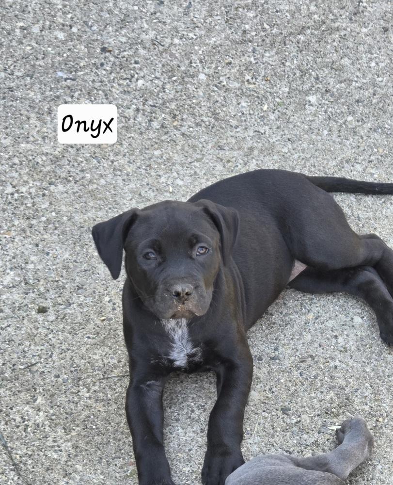 Enlarge Onyx, a Adoptable mixed breed in Clinton Township, MI image 3/6