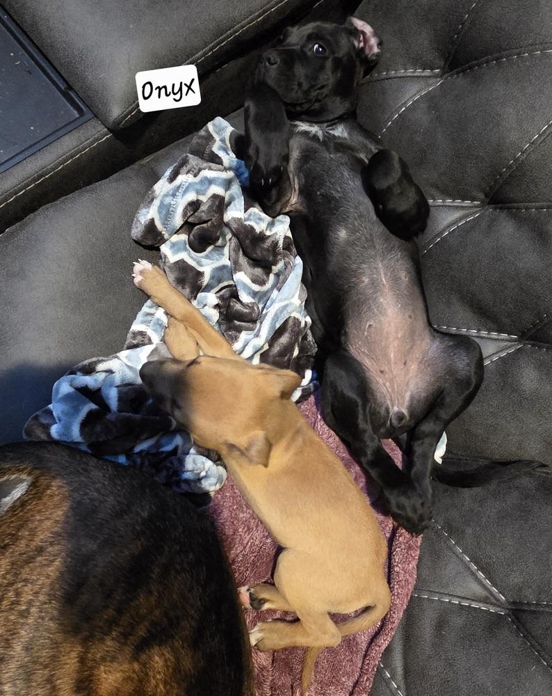 Enlarge Onyx, a Adoptable mixed breed in Clinton Township, MI image 4/6