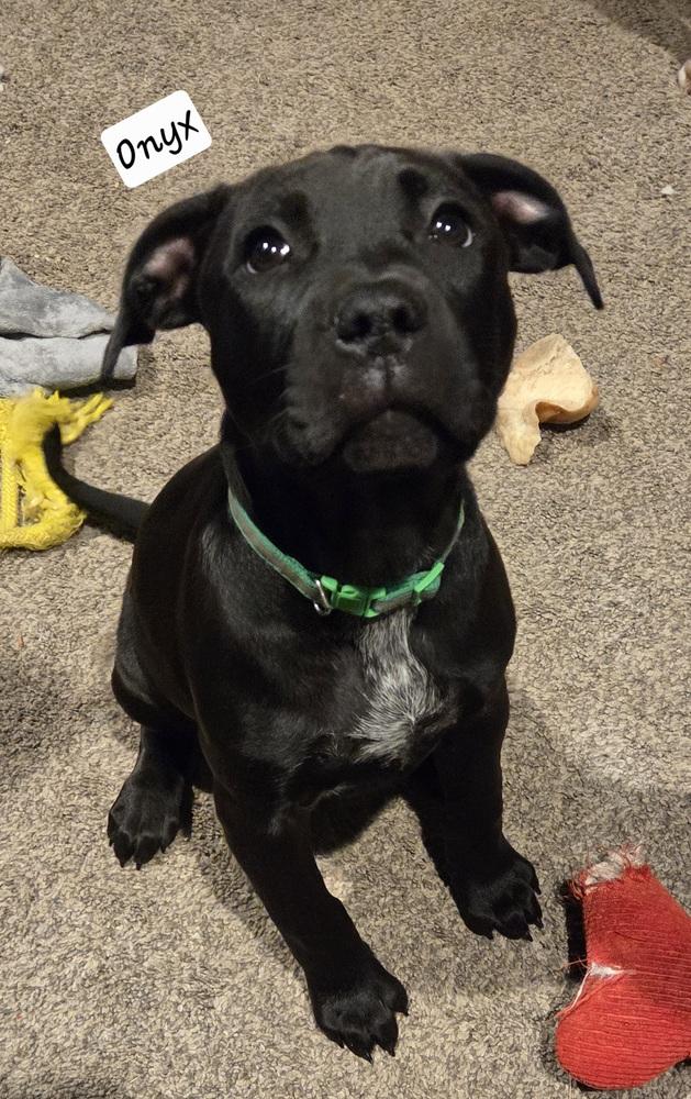 Enlarge Onyx, a Adoptable mixed breed in Clinton Township, MI image 5/6
