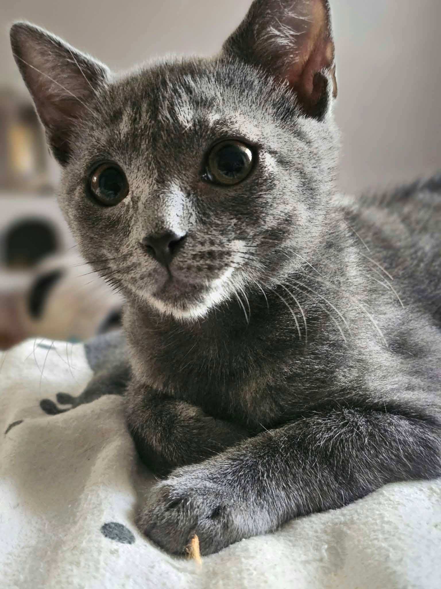 Enlarge Ash, a Adoptable mixed breed in Decorah, IA image 1/6