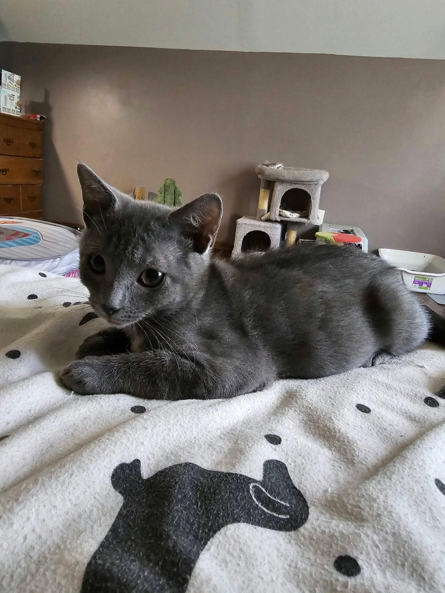 Enlarge Ash, a Adoptable mixed breed in Decorah, IA image 4/6