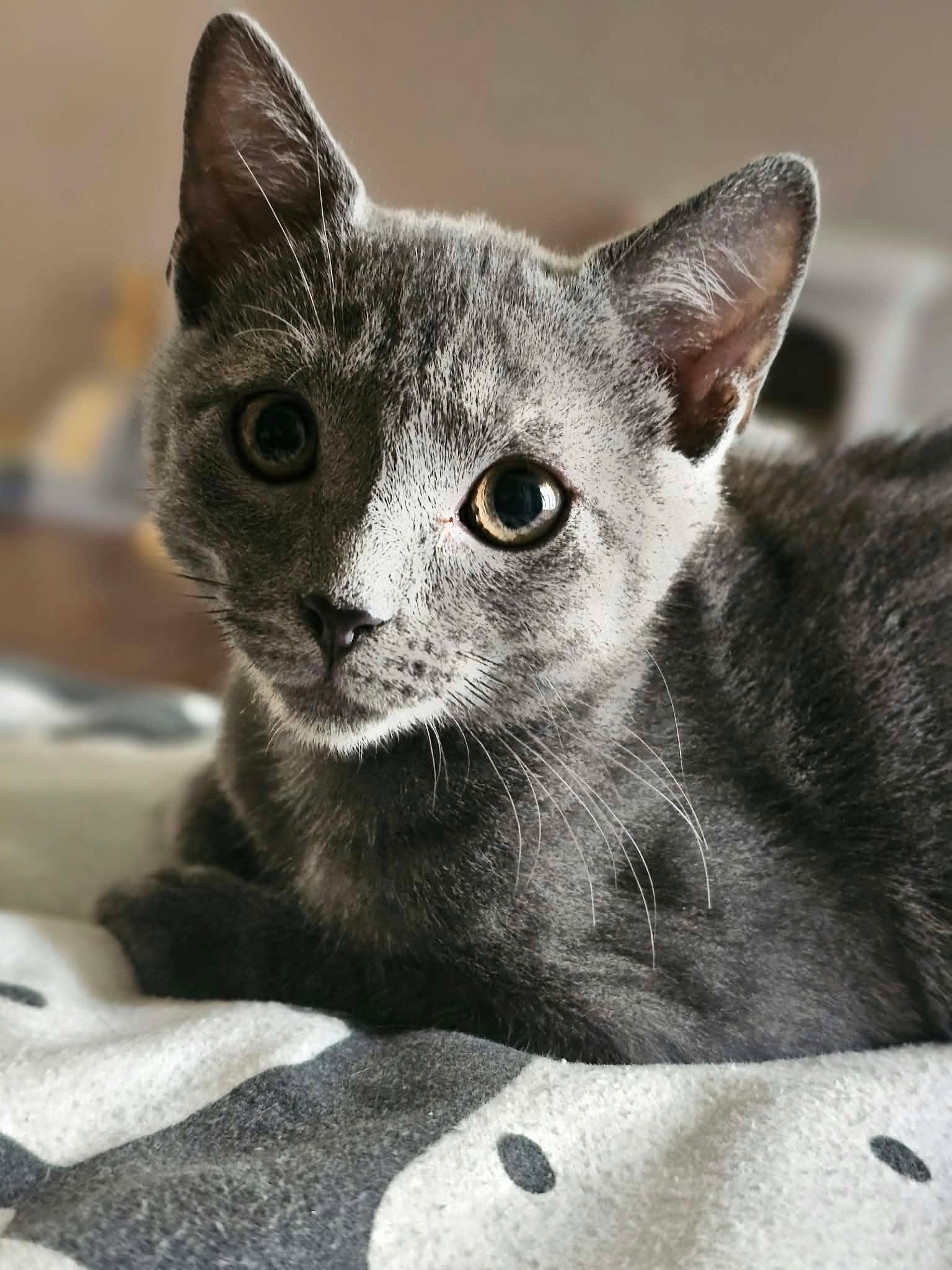 Enlarge Ash, a Adoptable mixed breed in Decorah, IA image 5/6
