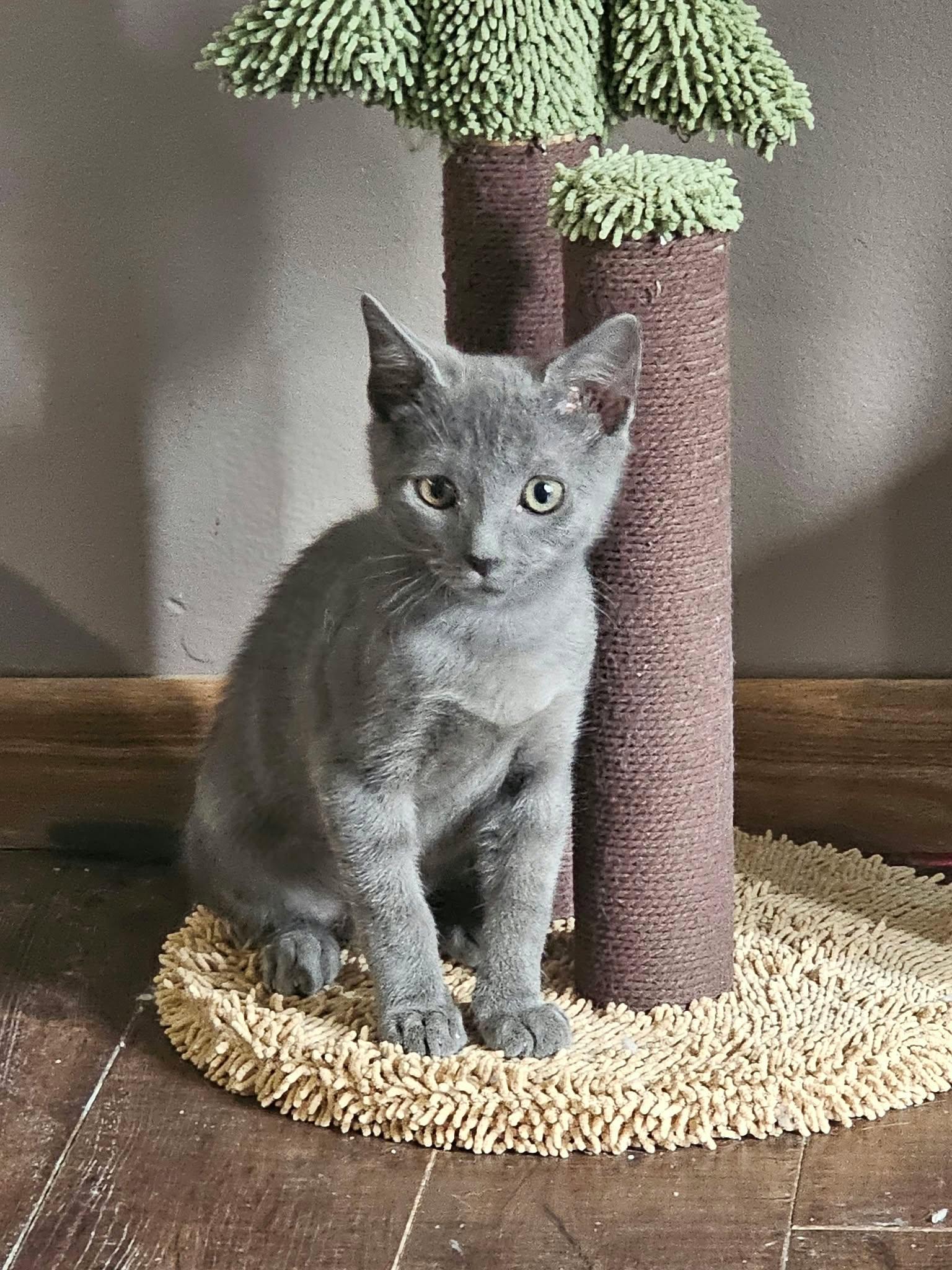 Enlarge Ash, a Adoptable mixed breed in Decorah, IA image 6/6