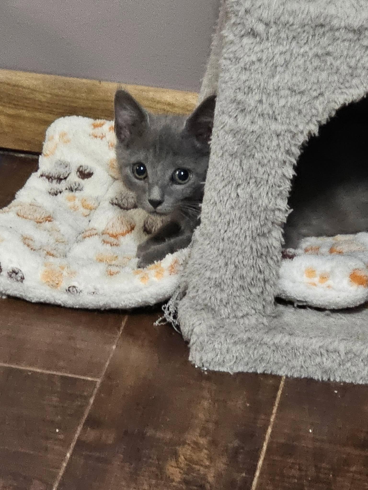 Enlarge Ash, a Adoptable mixed breed in Decorah, IA image 3/6