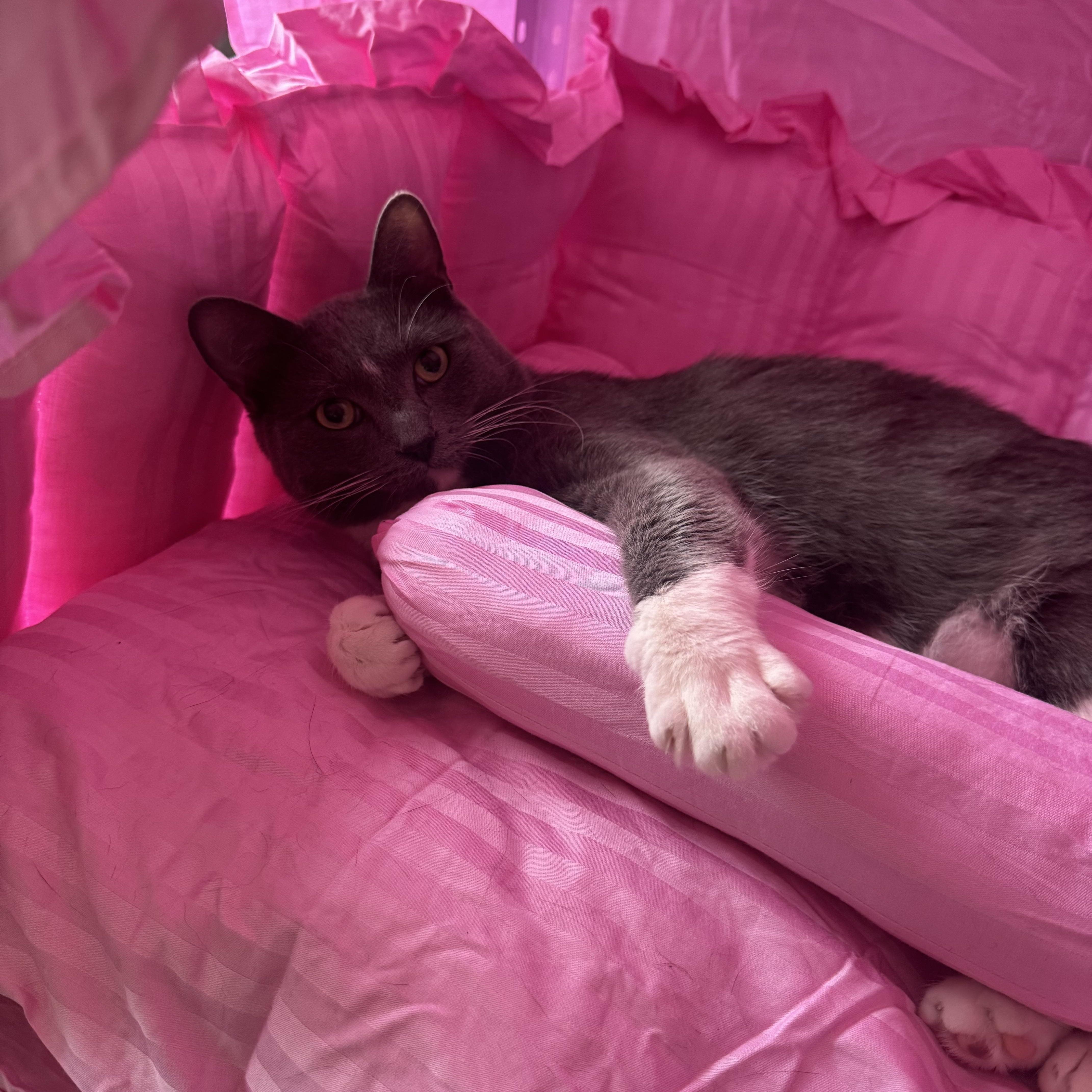 Enlarge Tom ( dumb dumb ), a ADOPTABLE Domestic Short Hair in Charlotte, NC image 5/5