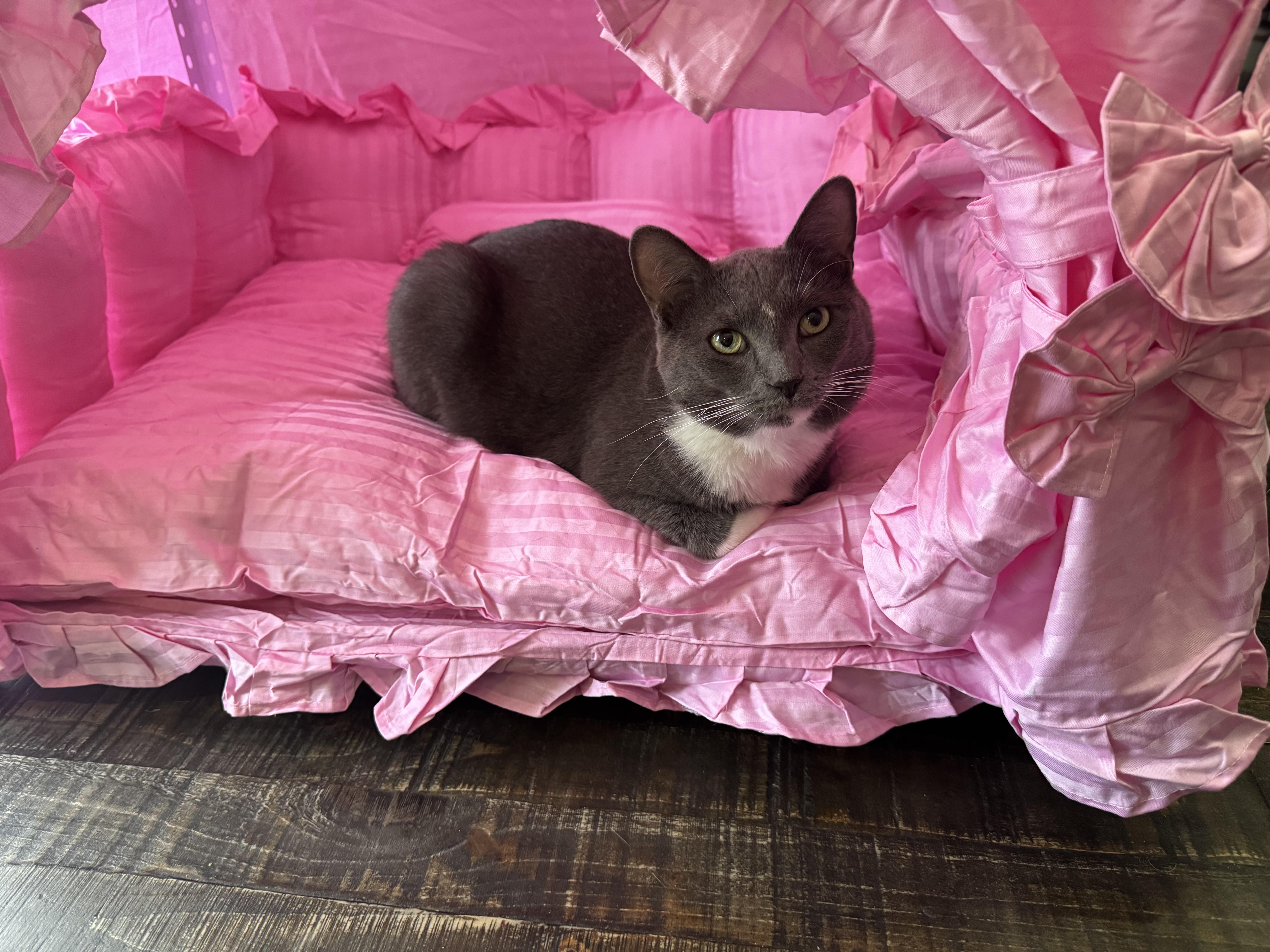 Enlarge Tom ( dumb dumb ), a ADOPTABLE Domestic Short Hair in Charlotte, NC image 4/5