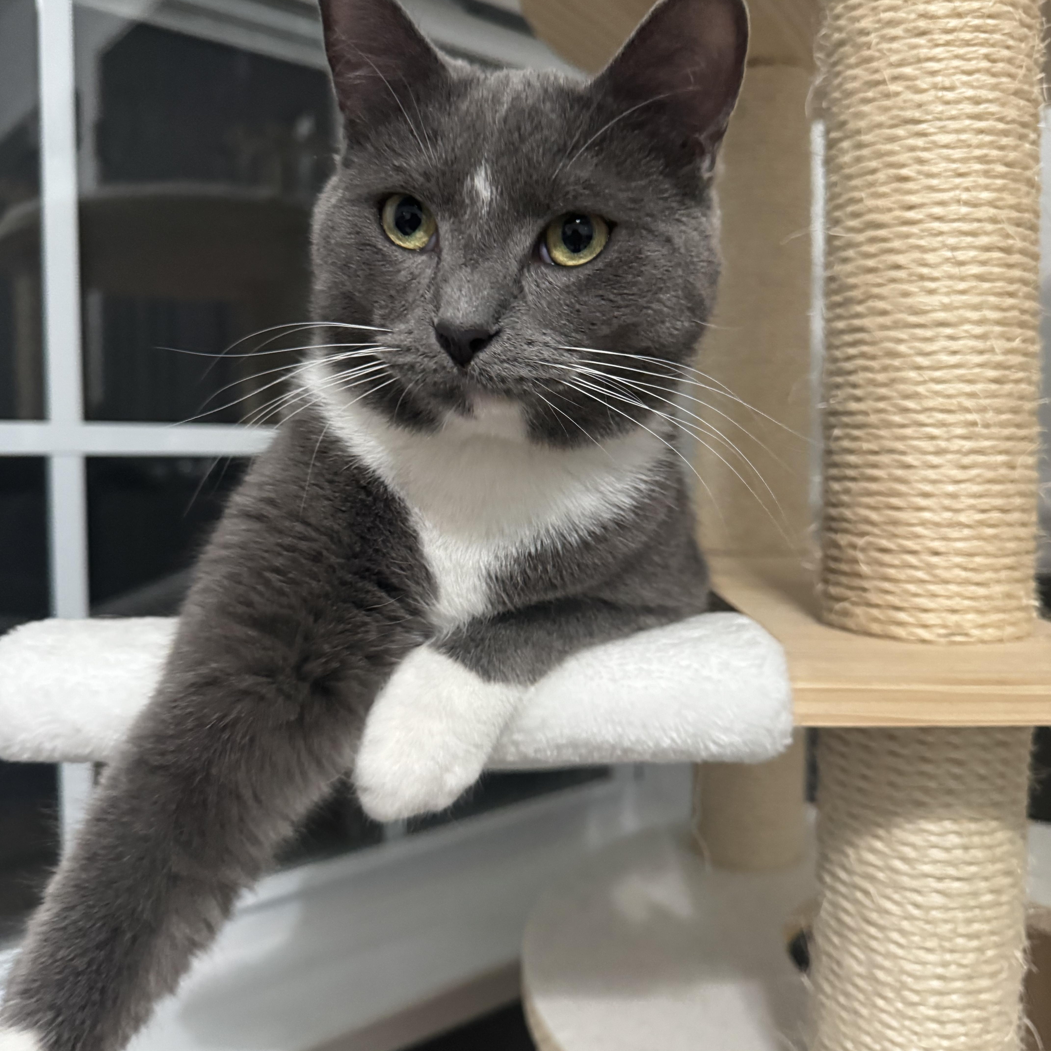 Enlarge Tom ( dumb dumb ), a ADOPTABLE Domestic Short Hair in Charlotte, NC image 3/5