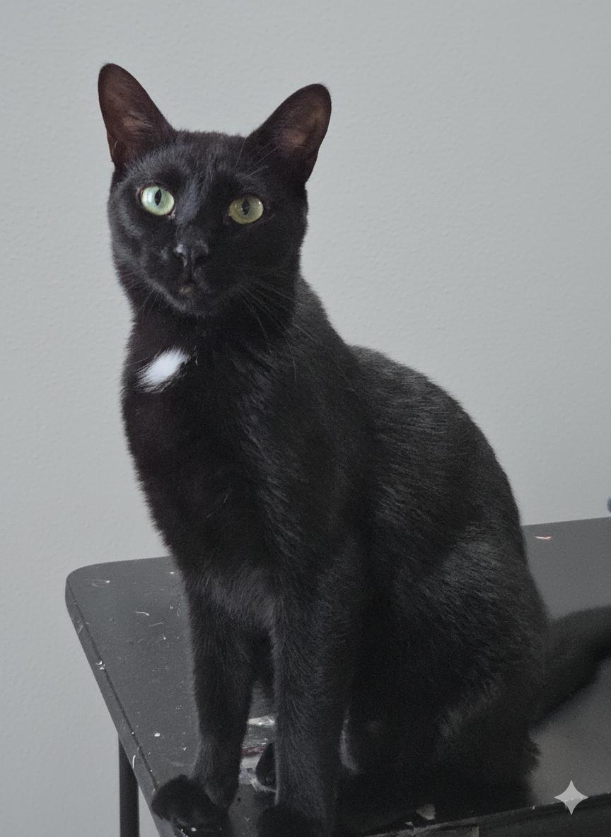 Enlarge Missy Tues, a Adoptable mixed breed in Buhl, ID image 1/6