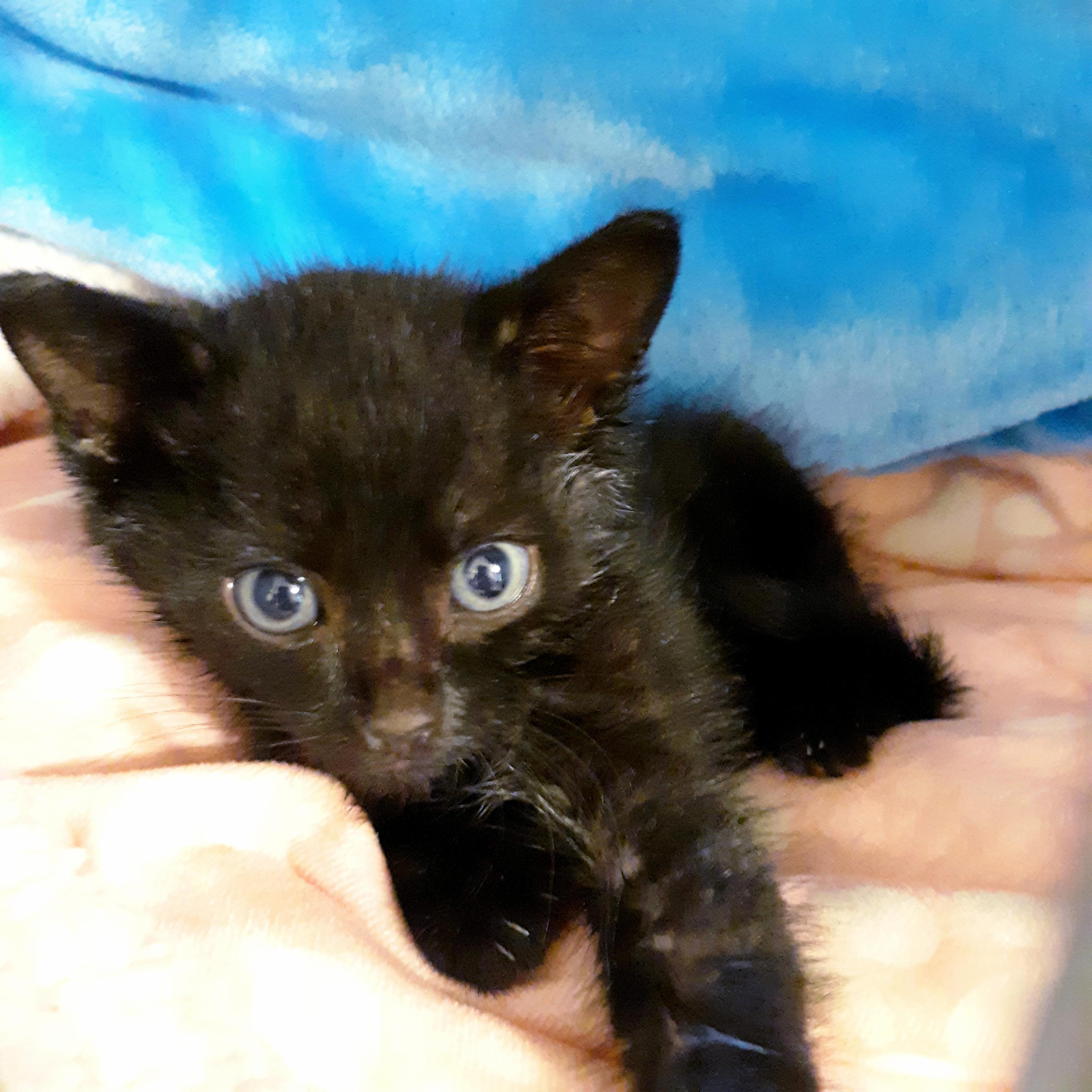 Enlarge Missy Tues, a Adoptable mixed breed in Buhl, ID image 2/6