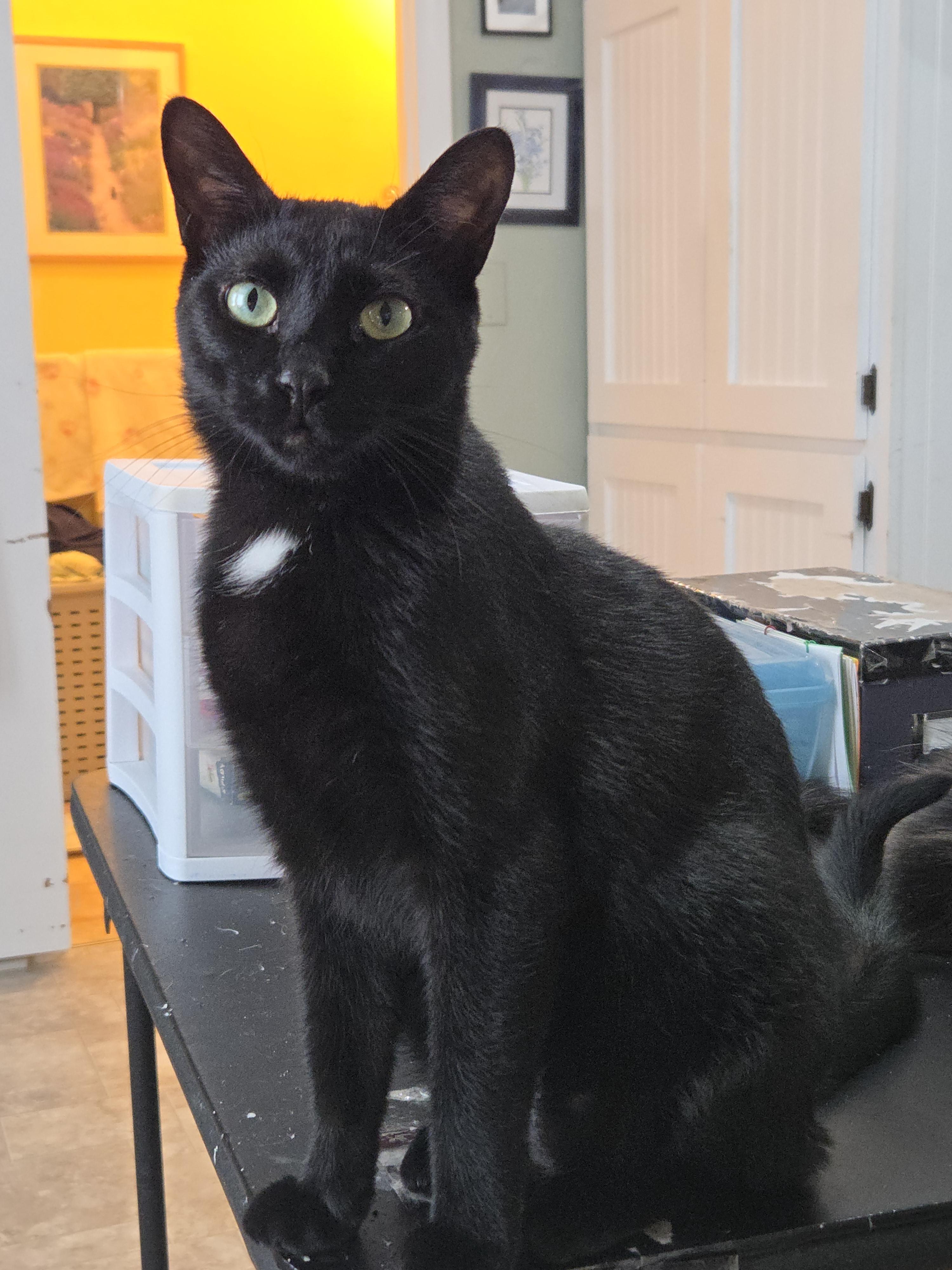 Enlarge Missy Tues, a Adoptable mixed breed in Buhl, ID image 3/6